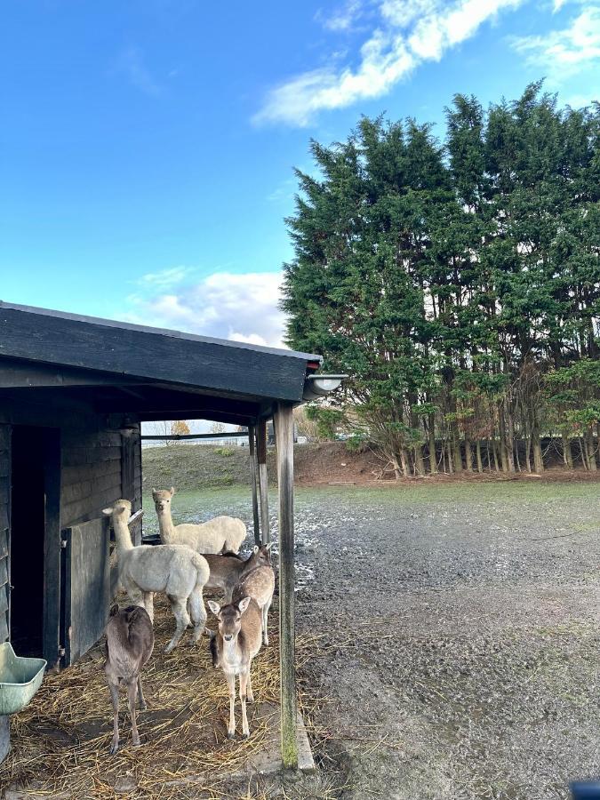 Sirun Strandcamping Valkenisse, Chalet